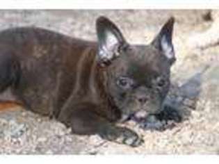 French Bulldog Puppy for sale in Greenfield, MO, USA