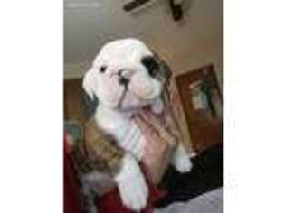 Bulldog Puppy for sale in Apopka, FL, USA