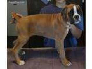 Boxer Puppy for sale in Yates Center, KS, USA