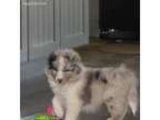 Shetland Sheepdog Puppy for sale in Bradyville, TN, USA