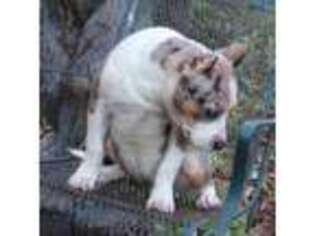 Mutt Puppy for sale in Chiefland, FL, USA