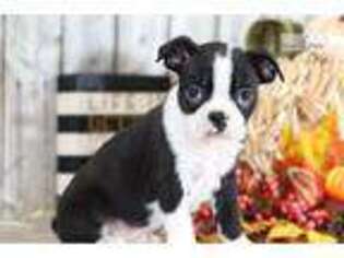 Boston Terrier Puppy for sale in Columbus, OH, USA