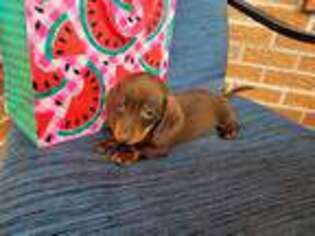 Dachshund Puppy for sale in Benton, AR, USA
