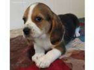 Beagle Puppy for sale in Verona, MO, USA