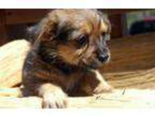 Yorkshire Terrier Puppy for sale in SKIPWITH, VA, USA