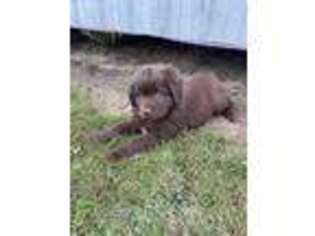 Newfoundland Puppy for sale in Loogootee, IN, USA
