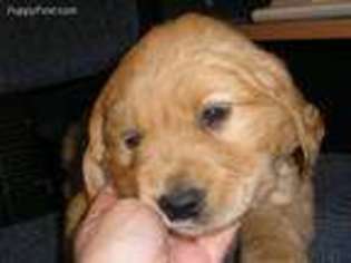 Goldendoodle Puppy for sale in Salem, AL, USA