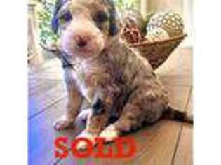 Mutt Puppy for sale in Kernersville, NC, USA