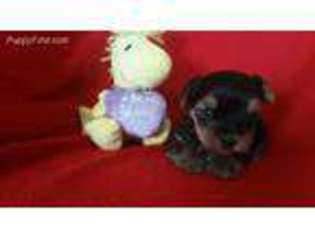 Yorkshire Terrier Puppy for sale in Cleburne, TX, USA