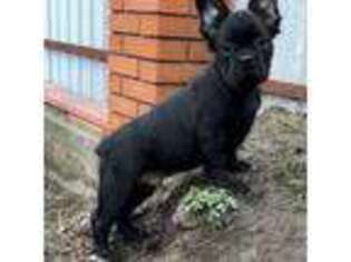 French Bulldog Puppy for sale in Easthampton, MA, USA