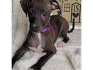 Italian Greyhound Puppy for sale in Jasonville, IN, USA
