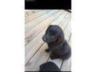 Border Collie Puppy for sale in Glen Allen, VA, USA