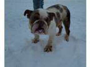 Bulldog Puppy for sale in Newark, OH, USA