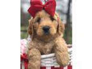 Goldendoodle Puppy for sale in Rockfield, KY, USA