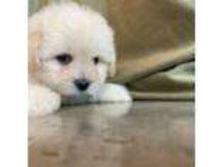 Mutt Puppy for sale in Dayton, MT, USA