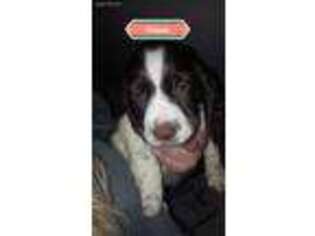 English Springer Spaniel Puppy for sale in Moody, MO, USA