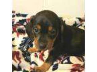 Dachshund Puppy for sale in Sherman, TX, USA