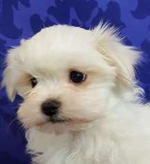 Maltese Puppy for sale in Seattle, WA, USA