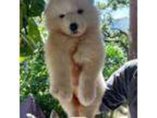 Samoyed Puppy for sale in Jersey City, NJ, USA