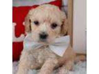 Mutt Puppy for sale in Ozone Park, NY, USA