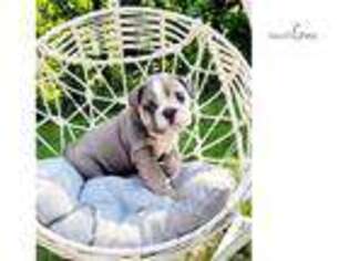 Bulldog Puppy for sale in Kirksville, MO, USA