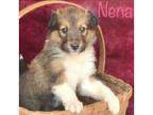 Collie Puppy for sale in Worthington, IN, USA