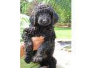 Goldendoodle Puppy for sale in WEST CHESTER, OH, USA