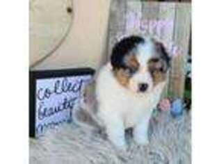 Miniature Australian Shepherd Puppy for sale in Turlock, CA, USA