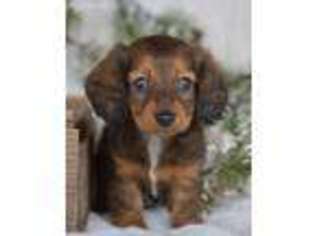 Dachshund Puppy for sale in Anderson, MO, USA