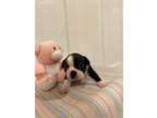 Boston Terrier Puppy for sale in Sioux Falls, SD, USA