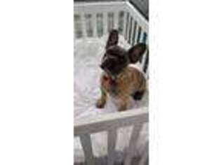 French Bulldog Puppy for sale in Cranston, RI, USA