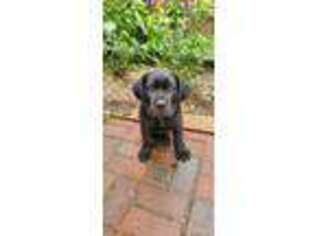 Medium Photo #1 Cane Corso Puppy For Sale in Manassas, VA, USA