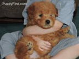 Goldendoodle Puppy for sale in Hamden, OH, USA