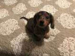 Dachshund Puppy for sale in Athens, AL, USA