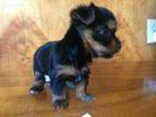 Yorkshire Terrier Puppy for sale in Kailua, HI, USA