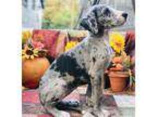 Great Dane Puppy for sale in Homer, IL, USA
