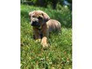 Cane Corso Puppy for sale in York, PA, USA