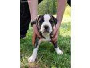 Alapaha Blue Blood Bulldog Puppy for sale in Blacksburg, SC, USA