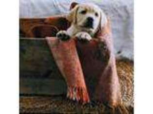 Labrador Retriever Puppy for sale in Aiken, SC, USA
