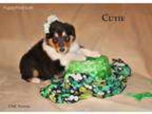 Collie Puppy for sale in Rapid River, MI, USA