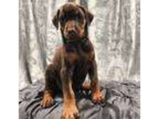 Doberman Pinscher Puppy for sale in Broussard, LA, USA