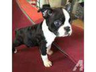 Boston Terrier Puppy for sale in PEARL CITY, HI, USA