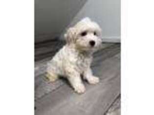 Maltese Puppy for sale in Saratoga Springs, NY, USA