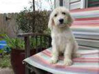 Goldendoodle Puppy for sale in Hilliard, OH, USA
