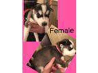 Siberian Husky Puppy for sale in Hillsboro, OH, USA