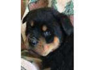 Rottweiler Puppy for sale in West Plains, MO, USA