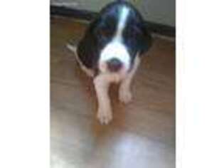 English Springer Spaniel Puppy for sale in Monmouth, ME, USA