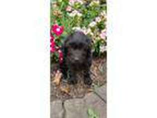 Labradoodle Puppy for sale in Mifflin, PA, USA