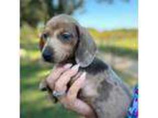 Dachshund Puppy for sale in Collins, GA, USA