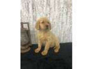 Golden Retriever Puppy for sale in Peebles, OH, USA
